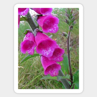 Foxglove (Digitalis) Sticker